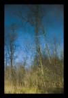 alberi nel cielo alberi nel cielo