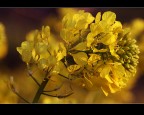 Colza - Brassica napus oleifera - BIODISEL Colza - Brassica napus oleifera - BIODISEL