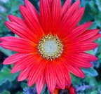 Fiore... Fiore...