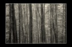 Alberi Alberi
