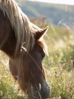 pony2 pony2