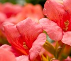 macro5 macro5