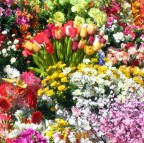 fiori al mercato fiori al mercato
