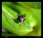 mosquito mosquito