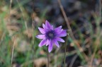 fiore fiore