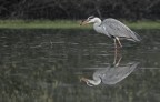 Renzo-Cenerino Renzo-Cenerino