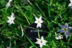 Spring canon Spring canon