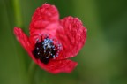 rosso rosso