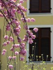 Spring Spring