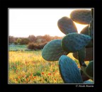 Altro scatto rubato ieri sera, scusate il micromosso del pp purtroppo a f/11-70mm - 1/8 sec. a mano libera � inevitabile.