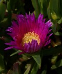 Fiore .... Fiore ....