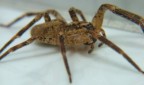 macro macro