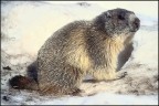 MARMOTTA DOPO IL LETARGO MARMOTTA DOPO IL LETARGO