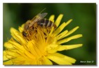 Nel giallo Nel giallo