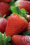 Fragola Fragola