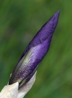 ,.,., Iris ,.,., ,.,., Iris ,.,.,