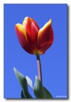 Tulipano Tulipano