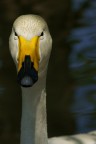 Ritratti di animali - Cigno Ritratti di animali - Cigno