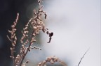 coccinella coccinella