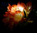Fiore nel buio Fiore nel buio