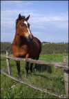 Cavallo Cavallo