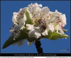 Oxythyrea funesta su malus sivestris I Oxythyrea funesta su malus sivestris I