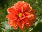 un fiore arancione