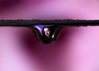 drop portrait drop portrait