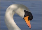 maestoso cigno maestoso cigno
