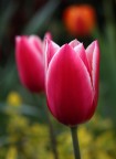 tulli tulli tulipan tulli tulli tulipan