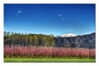 Primavera Primavera