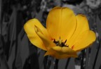 Tulipano Tulipano
