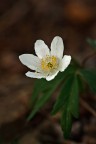 Anemone nemorosa Anemone nemorosa