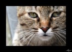 Occhi di gatto....