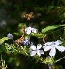 INFATICABILE OPERAIA