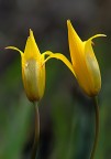 Dopo la pioggia - (Tulipa silvestrys)