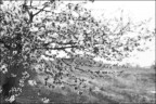 Ciliegio in fiore