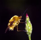 bombylus major bombylus major