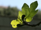 I NUOVI FICHI I NUOVI FICHI