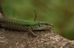 Lucertola Sicula