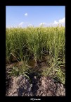 Risaia Risaia