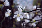 fiori fiori