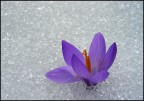 Dalla neve Dalla neve