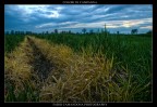 colori di campagna colori di campagna