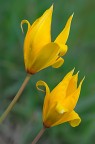 Tulipa sylvestris