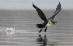 Renzo-Cormorano Renzo-Cormorano