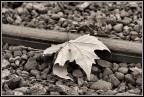 Autunno