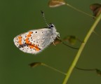 Plebejus argus femmina