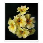 Piccole delizie... di primavera