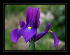 ancora iris ancora iris